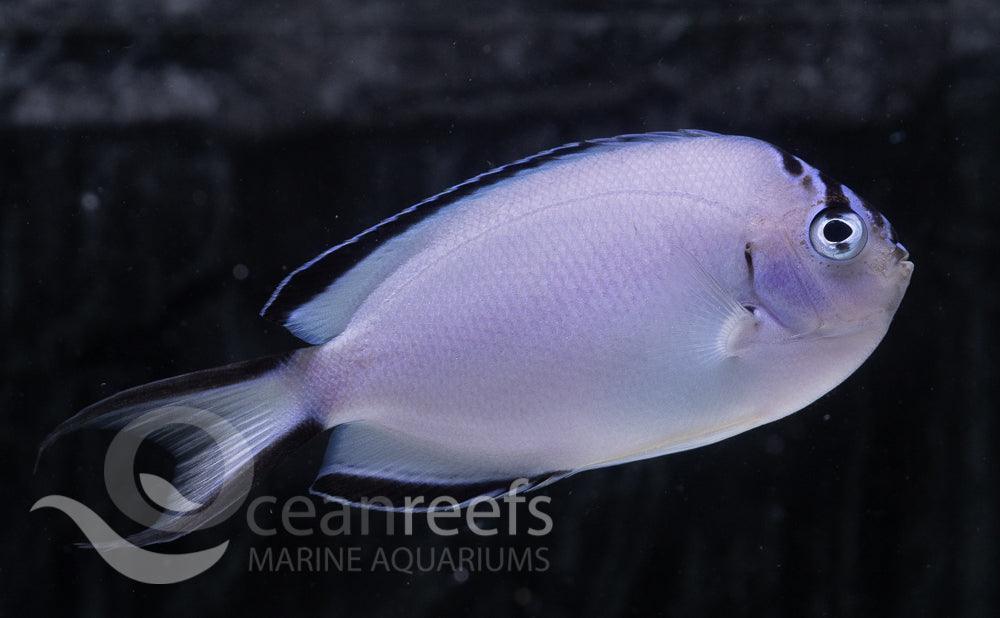 Watanabei Angelfish Pair - Ocean Reefs Marine Aquariums