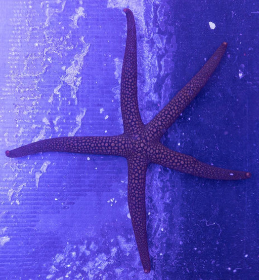 Western Green Galathea sea star - Ocean Reefs Marine Aquariums