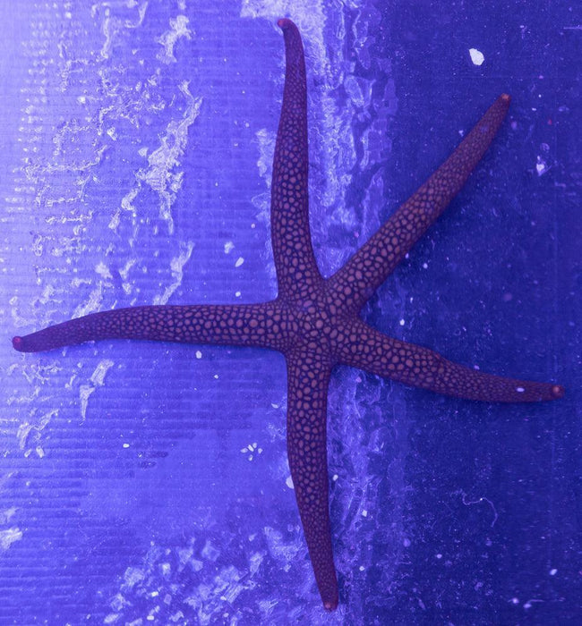 Western Green Galathea sea star - Ocean Reefs Marine Aquariums