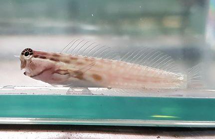 Western Tiger Blenny - Ocean Reefs Marine Aquariums