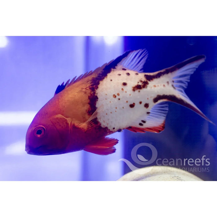 Lyretail Hogfish
