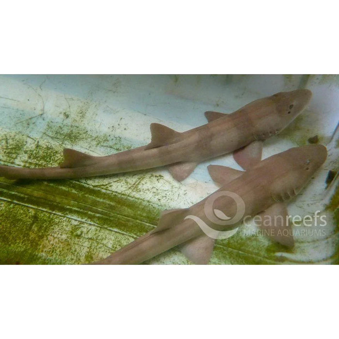 Bamboo Catshark