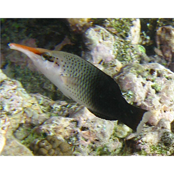 Birdnose Wrasse Female