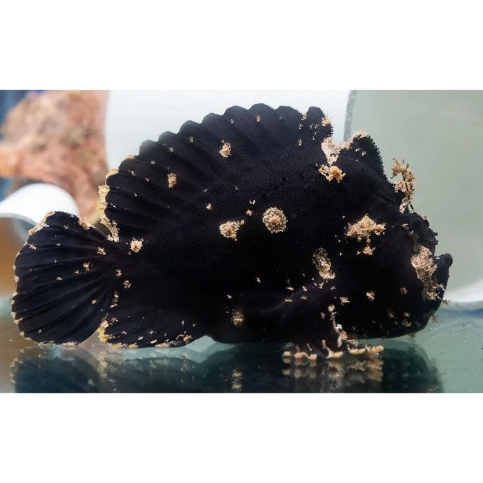 Black Spot Tail Anglerfish