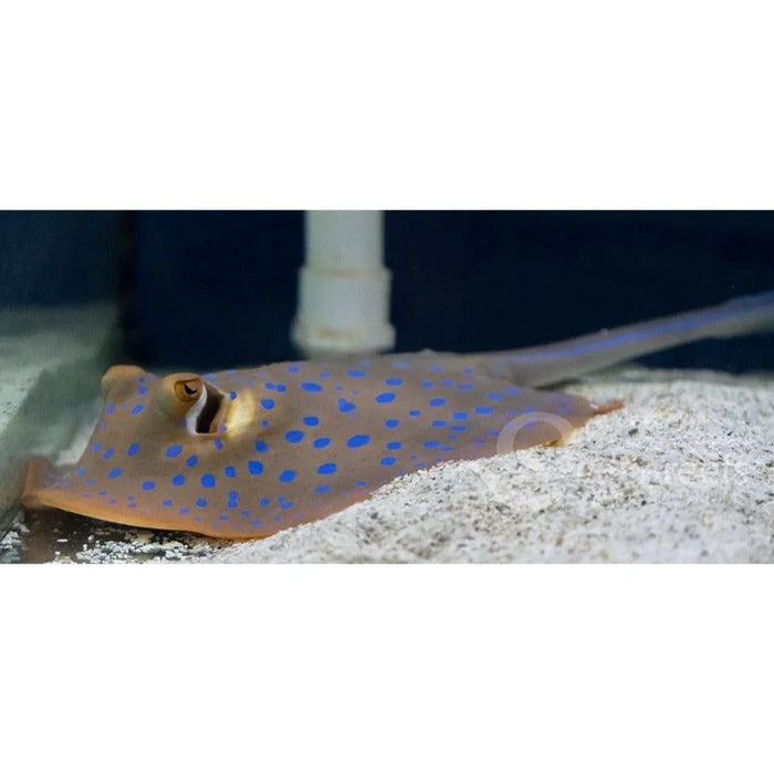 Blue Spot Stingray