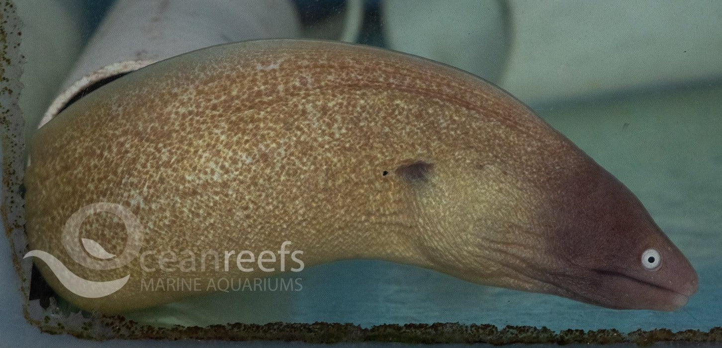 White Eyed Eel - Ocean Reefs Marine Aquariums
