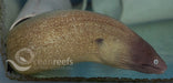 White Eyed Eel - Ocean Reefs Marine Aquariums