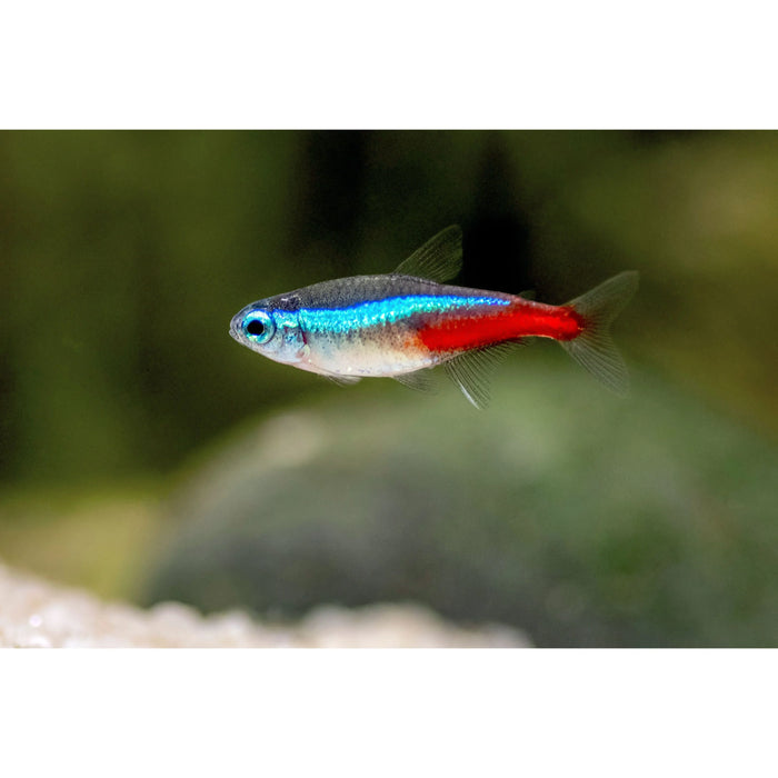Neon Tetra