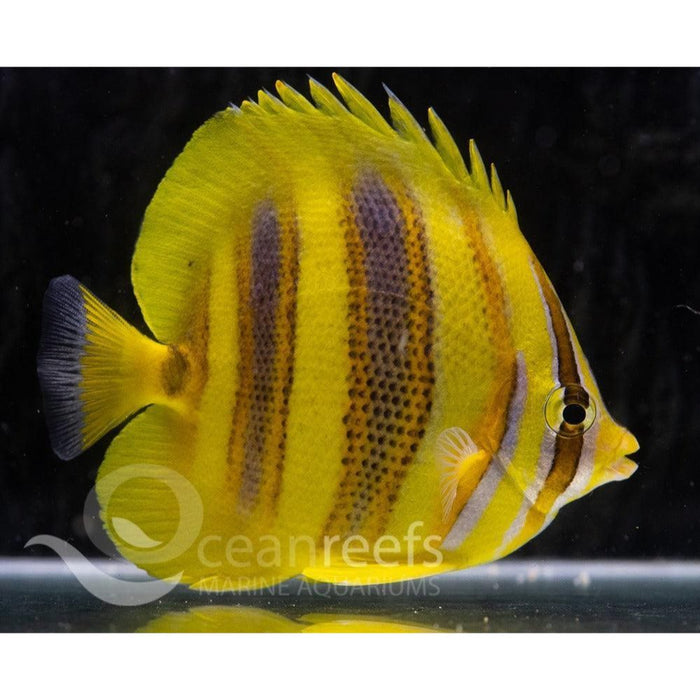 Rainford's Butterfly