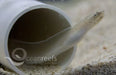 White Ribbon Eel - Ocean Reefs Marine Aquariums