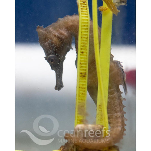 White's Seahorse - Ocean Reefs Marine Aquariums