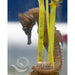 White's Seahorse - Ocean Reefs Marine Aquariums