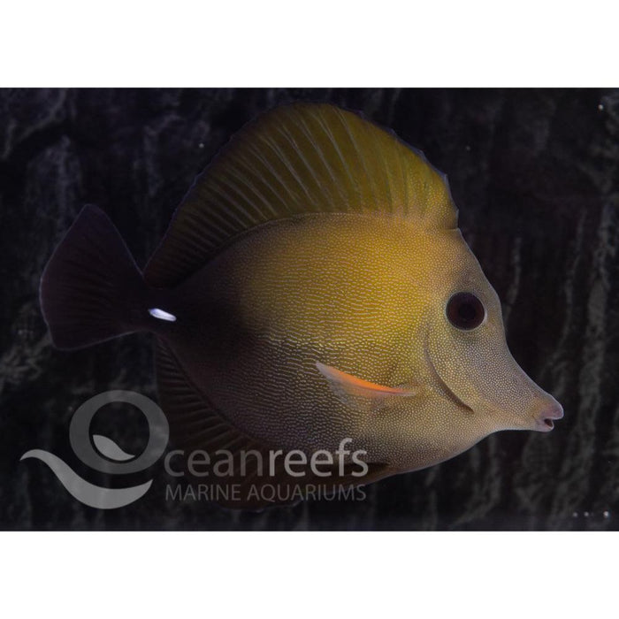 Scopas Tang