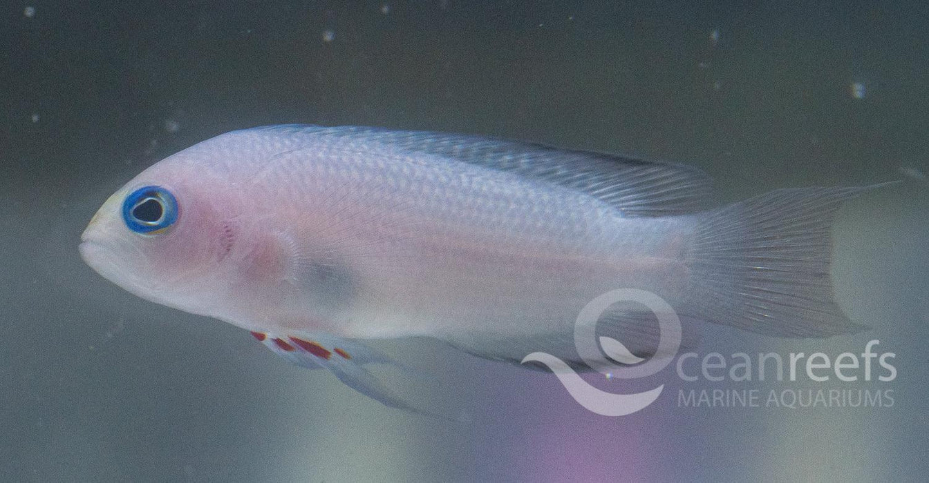 White Tail Dottyback - Ocean Reefs Marine Aquariums