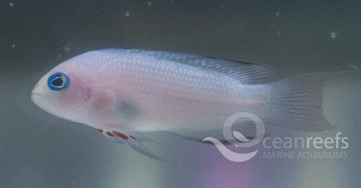 White Tail Dottyback - Ocean Reefs Marine Aquariums