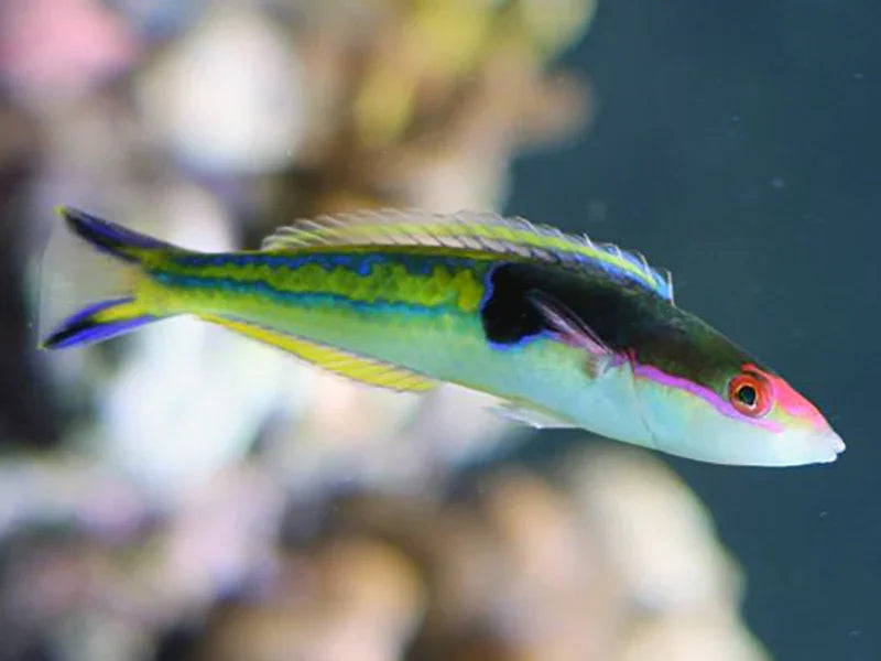 Royal Pencil Wrasse