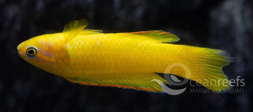 Yellow Assessor (Captive Bred) - Ocean Reefs Marine Aquariums