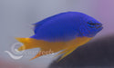 Yellow Belly Kupang Damsel - Ocean Reefs Marine Aquariums
