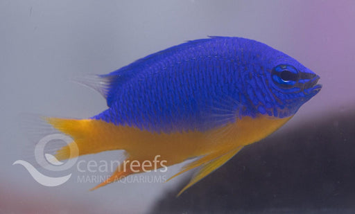 Yellow Belly Kupang Damsel - Ocean Reefs Marine Aquariums