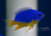 Yellow Belly Kupang Damsel Pack - Ocean Reefs Marine Aquariums