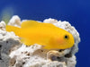 Yellow Coral Goby - Ocean Reefs Marine Aquariums