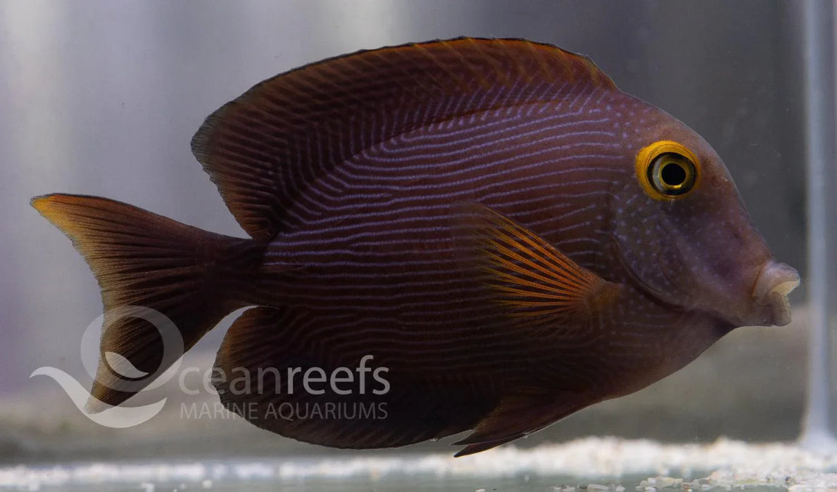 Yellow Eyed Kole Tang - Ocean Reefs Marine Aquariums