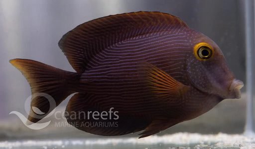 Yellow Eyed Kole Tang - Ocean Reefs Marine Aquariums