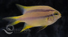Yellow Scalped Damsel - Ocean Reefs Marine Aquariums