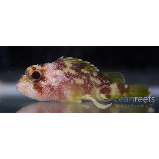 Yellow Spotted Scorpionfish - Ocean Reefs Marine Aquariums