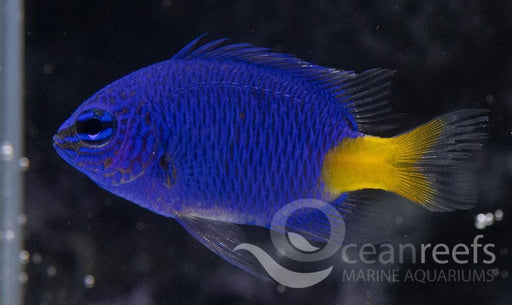 Yellow Tail Kupang Damsel - Ocean Reefs Marine Aquariums