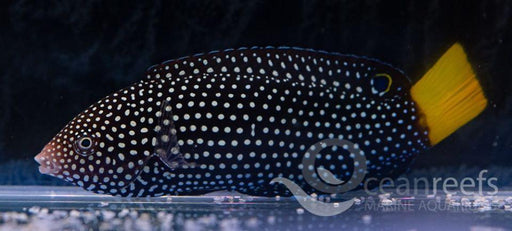 Yellow Tail Tamarin - Ocean Reefs Marine Aquariums