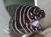 Zebra Eel - Ocean Reefs Marine Aquariums