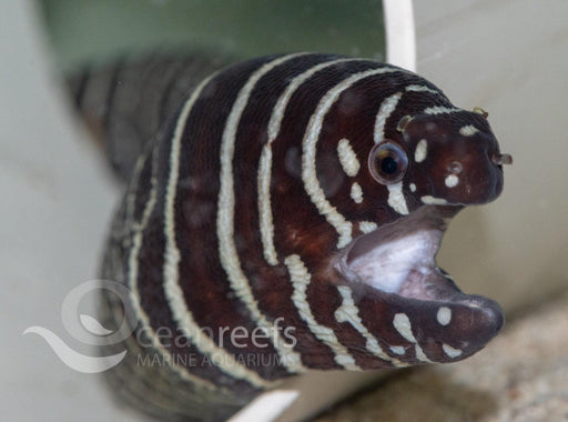 Zebra Eel - Ocean Reefs Marine Aquariums