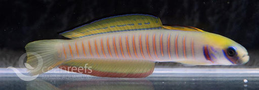 Zebra Goby - Ocean Reefs Marine Aquariums