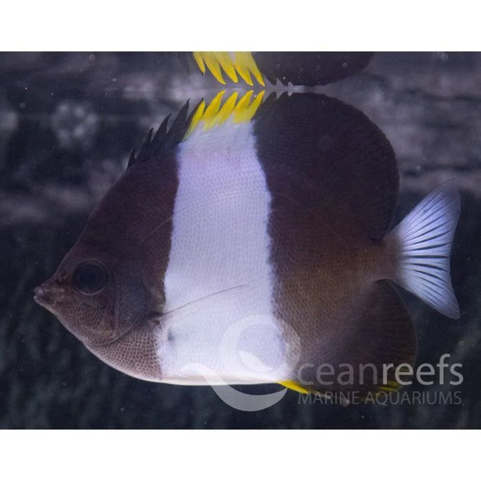 Zoster's Butterfly - Ocean Reefs Marine Aquariums