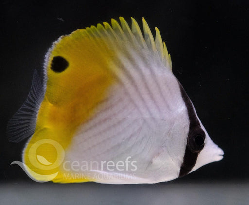 Threadfin Butterfly - Ocean Reefs Marine Aquariums