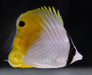 Threadfin Butterfly - Ocean Reefs Marine Aquariums