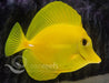 Yellow Tang - Ocean Reefs Marine Aquariums